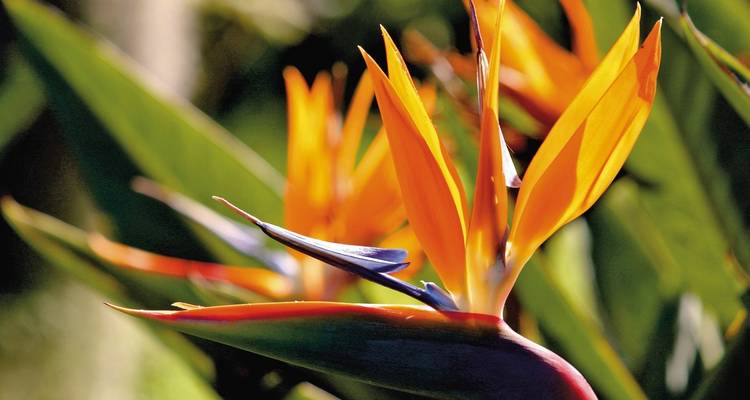 Macro de una vibrante flor ave del paraíso de color naranja intenso contra un follaje verde desenfocado.