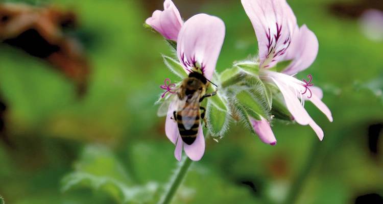 Close-up of a bee collecting nectar from a delicate pink flower against a soft green background.
