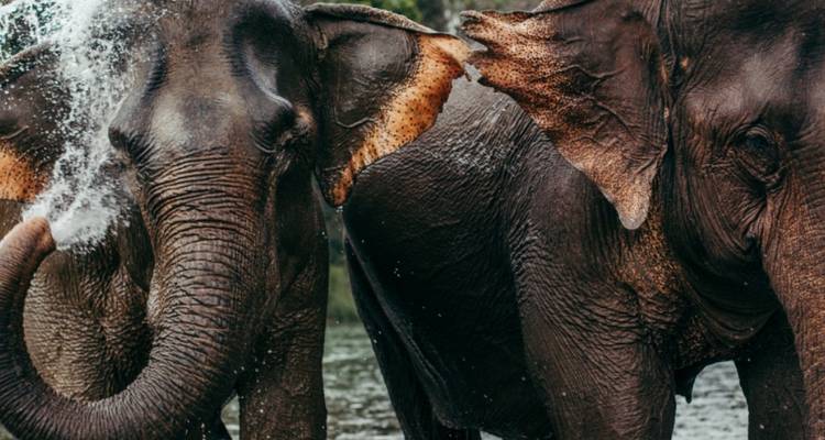 Close-up of two Asian elephants splashing water over themselves in a river.