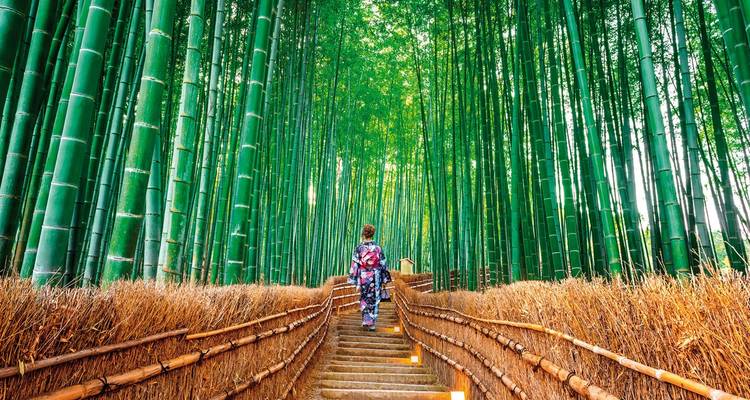 Traveler walking through a bamboo forest.