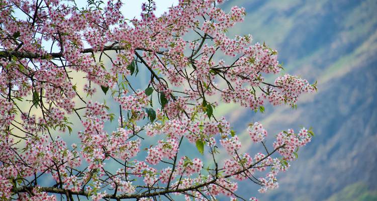 Des fleurs de cerisier sur un fond montagneux.