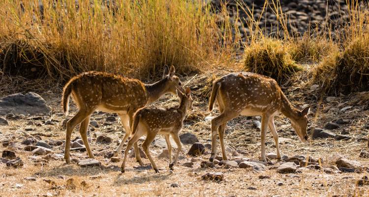 Drie gevlekte herten grazen in een grasrijk gebied.