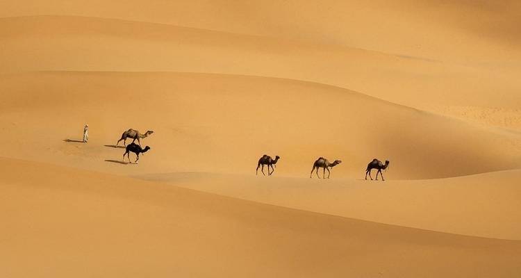 Lange karavaan van kamelen geleid door een nomade trekt door uitgestrekte golvende duinen in gouden licht