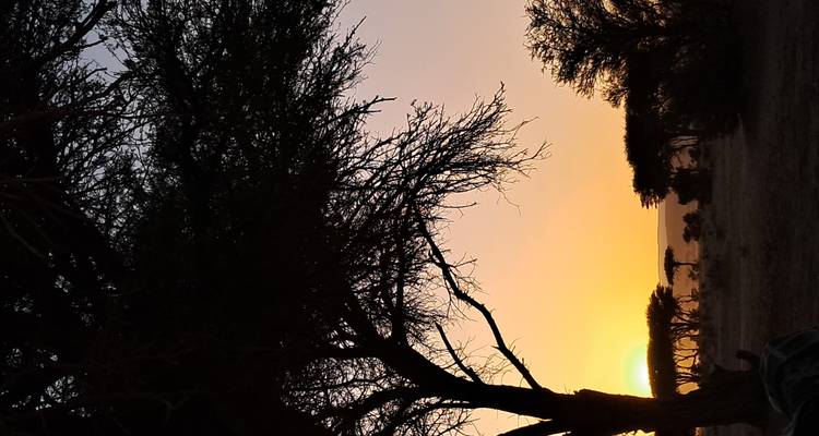 Ramas de árboles silueteadas enmarcan un sol naranja hundiéndose detrás de dunas distantes en el desierto.