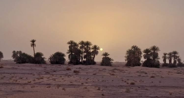 Sol brumoso se alza sobre un bosquecillo de palmeras en una llanura desértica arenosa.