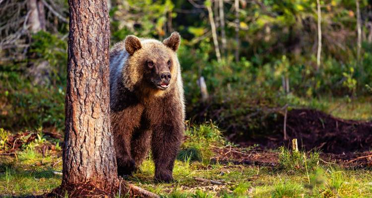 Braunbär, der hinter einem Baum im Wald hervorlugt.