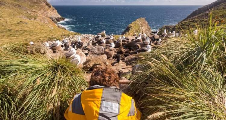 Un voyageur vêtu d'une veste d'expédition jaune observe une colonie d'oiseaux marins sur une falaise herbeuse dominant l'océan.