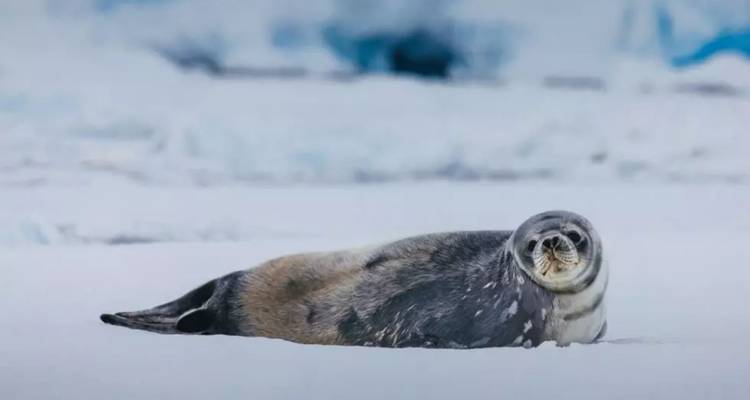 Un phoque de Weddell repose sur une neige blanche immaculée dans un paysage glacé.