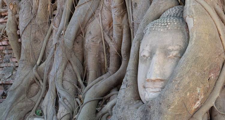Cabeza de Buda de piedra envuelta en gruesas raíces de árboles en Wat Mahathat, Ayutthaya, resaltando la serenidad espiritual.