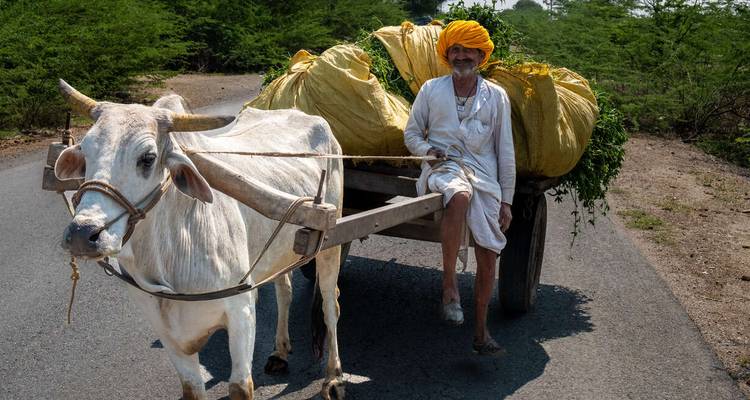 Ein Mann mit Turban, der einen Ochsenkarren auf einer ländlichen Straße fährt.