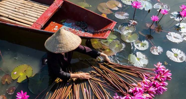 Femme locale portant un chapeau conique recueille des nénuphars roses éclatants à partir d'un petit bateau sur un étang de lotus