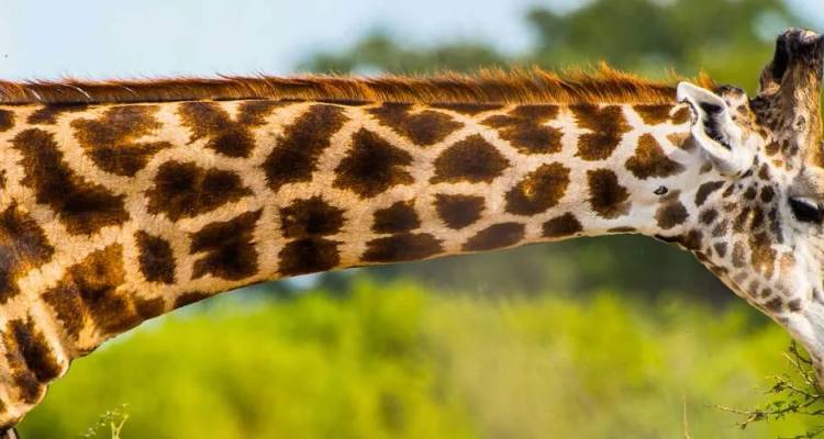 Side profile of a giraffe’s long neck and patterned coat browsing on foliage.