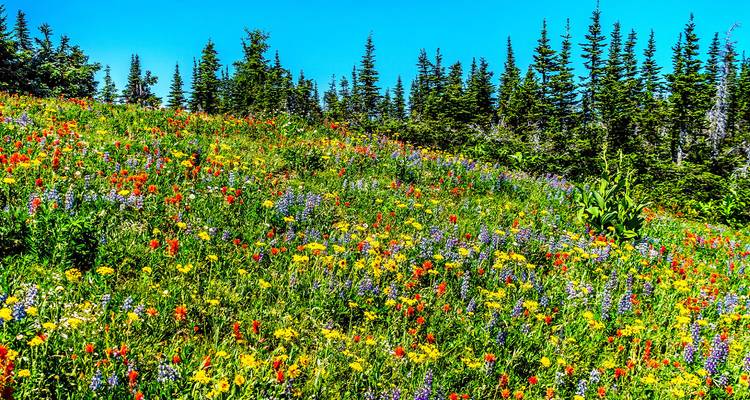 Prairie alpine colorée de fleurs sauvages sous un ciel bleu brillant et des arbres conifères.