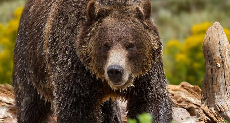 Gros plan d'un puissant grizzly marchant devant des troncs tombés avec des fleurs sauvages jaunes en arrière-plan.