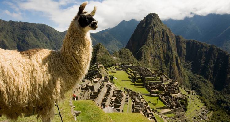 Llama se dresse fièrement surplombant les ruines anciennes du Machu Picchu avec des pics brumeux en arrière-plan.