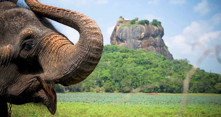 Close-up of an elephant’s head and trunk with the iconic Sigiriya Rock rising in the lush background.