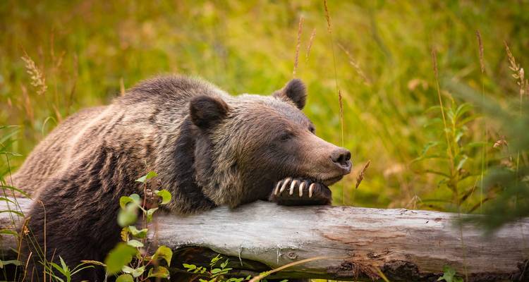 Grizzly bear resting its head on a fallen log in a grassy wilderness clearing.