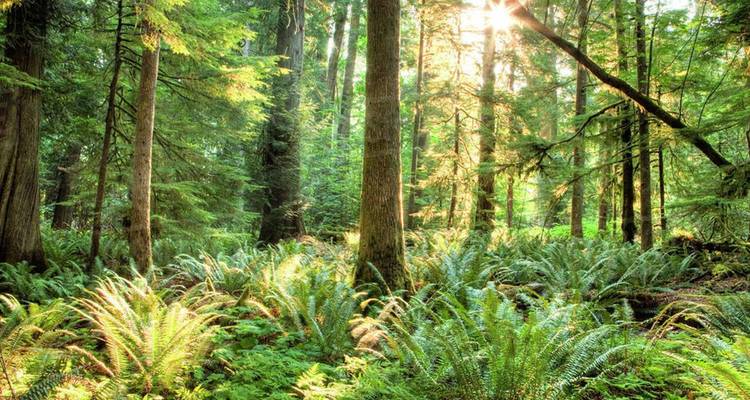 Sunlight filtering through tall cedar and fir trees illuminating lush fern-covered forest floor.