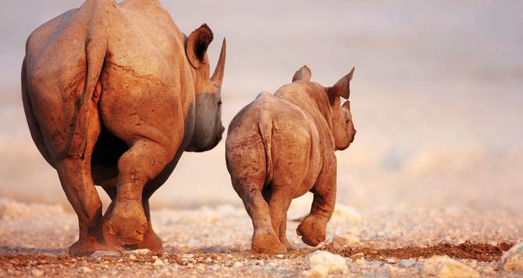 A pair of rhinoceroses walking in a dry landscape.