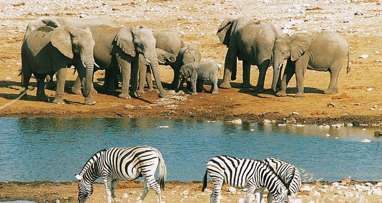 Elefantenherde trinkt an einem Wasserloch, während Zebras im Vordergrund grasen im Etosha-Nationalpark.