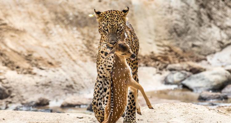Leopardo llevando un cervatillo en su boca.