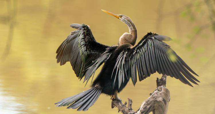 Un cormorán con las alas extendidas posado en una rama.