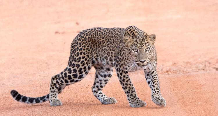 Leopardo caminando sobre tierra roja.