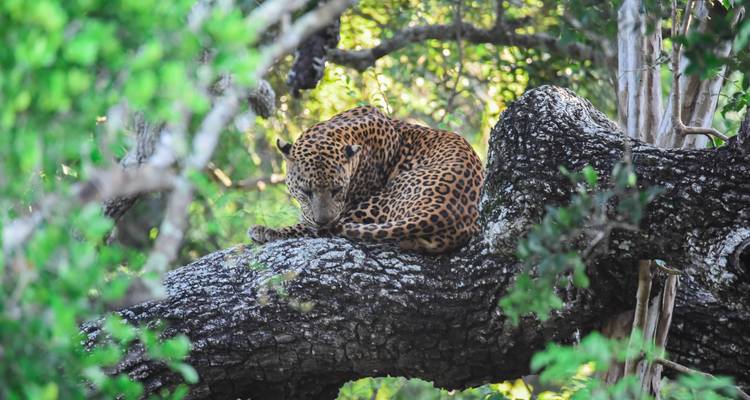 Leopardo descansando en la rama de un árbol.