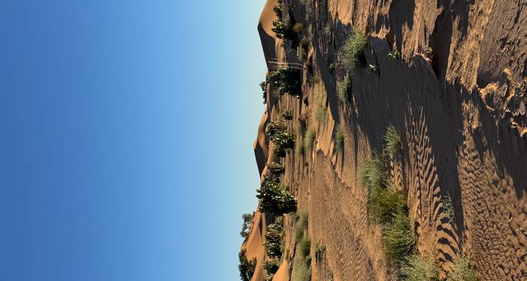 Dunes and sparse vegetation in a desert.