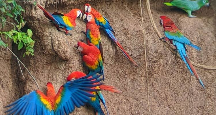 Vibrant scarlet macaws cling to a clay cliff, their wings spread in bursts of red, blue and yellow.
