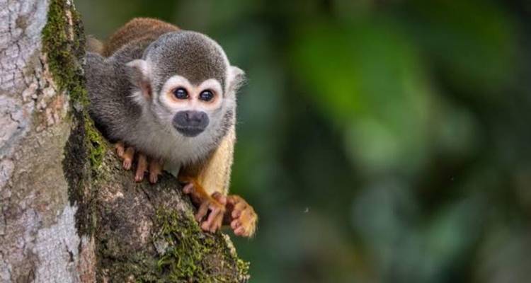 A curious squirrel monkey peers from a mossy tree trunk against a lush green backdrop.