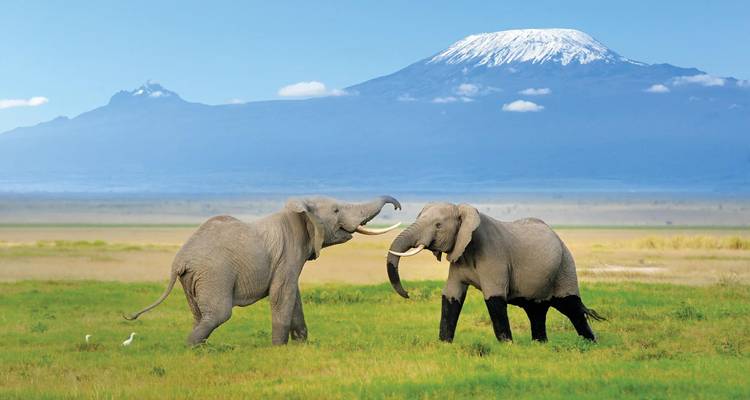 Two African elephants spar playfully on green savanna with snow-capped Mount Kilimanjaro towering behind.