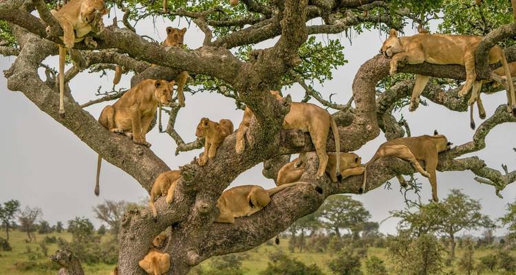 Eine Gruppe von Löwen, die in einem Baum ruht und eine Savanne überblickt.