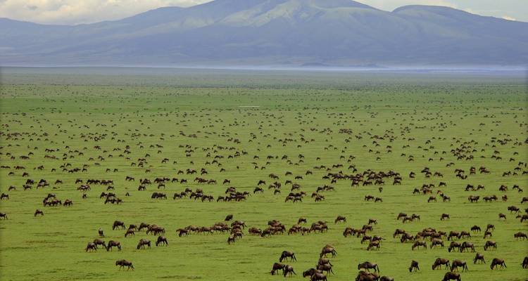 Herden von Gnus, die über eine grüne Savanne wandern.