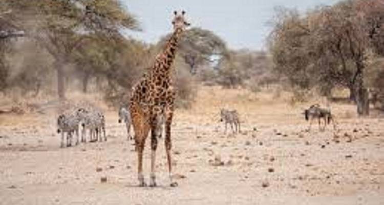 Giraffe, die in einer trockenen Savannenlandschaft steht.