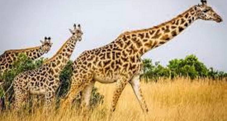 Giraffen die door hoog gras lopen in een savanne.