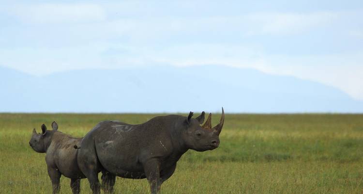 Zwei Nashörner stehen im Grasland.