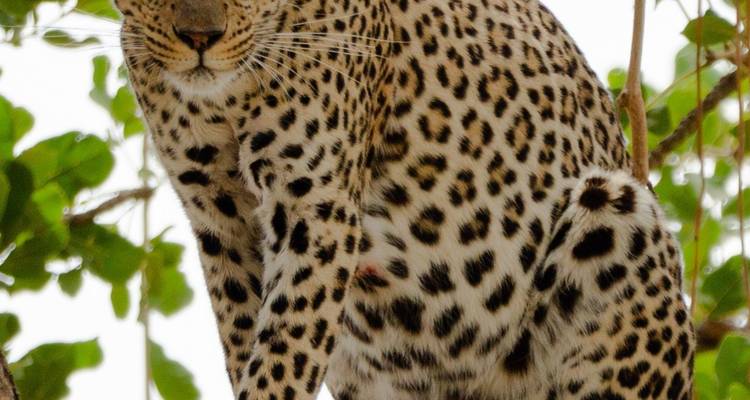 Nahaufnahme eines Leoparden, der auf einem Ast sitzt.