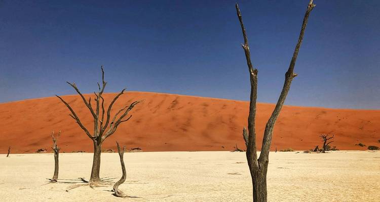 Eine karge Wüstenlandschaft mit abgestorbenen Bäumen und einer großen roten Sanddüne.