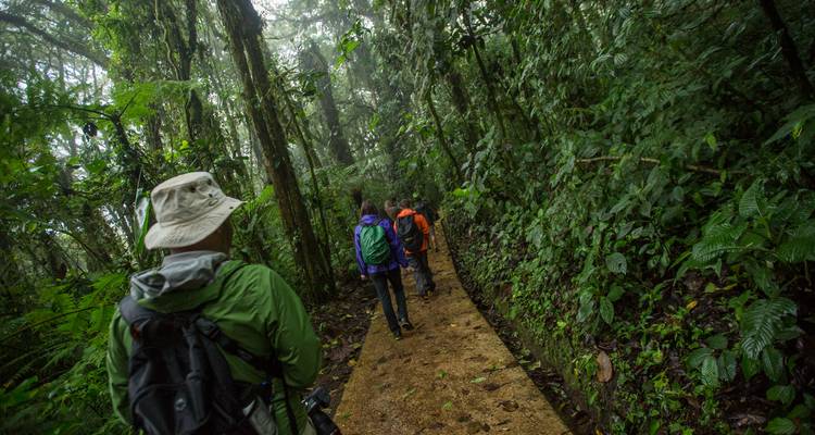 Hikers trek along a misty, lush rainforest trail carrying backpacks