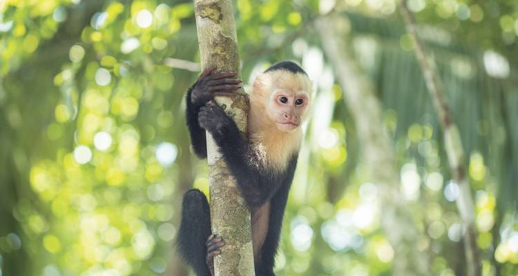 Curious capuchin monkey clings to a tree trunk in dappled rainforest light