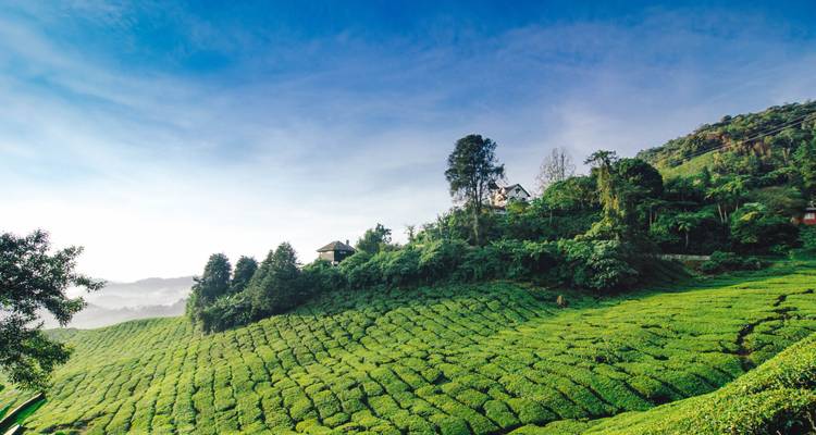 Scenic view of patterns of tea plantations in Cameron Highlands.