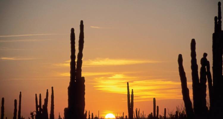 Silhouettes de cactus contre un coucher de soleil.