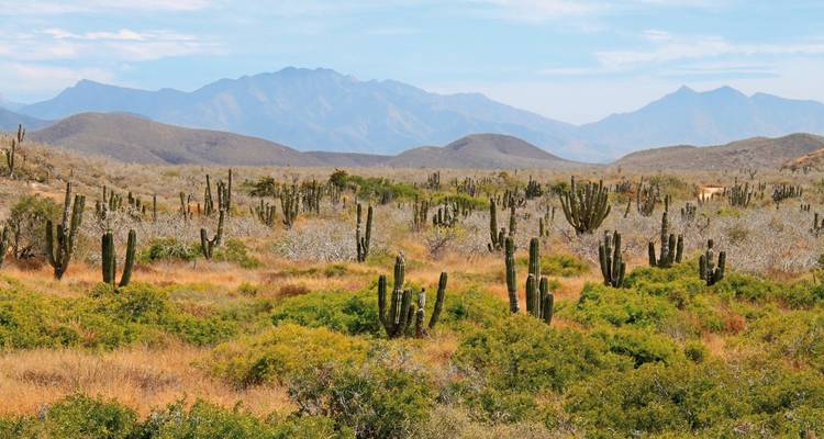Paysage désertique avec des cactus et des montagnes au loin.