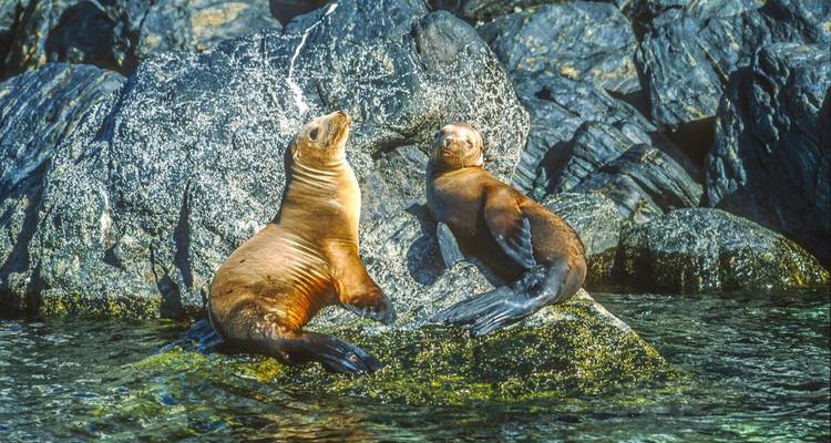 Deux otaries se prélassent sur des roches réchauffées par le soleil au-dessus d'une eau turquoise cristalline.