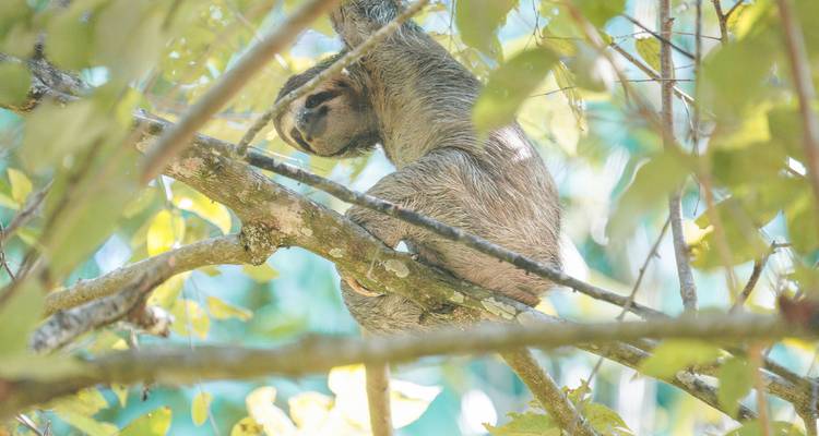 Een luiaard die rust op een boomtak in een bos.