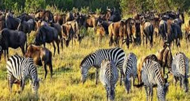 Groep zebra's en gnoes grazend in savanne.