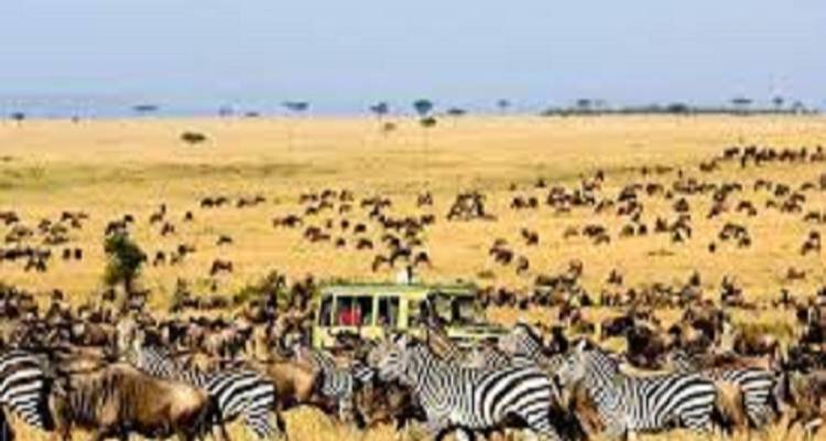 Een safarivoertuig te midden van een kudde zebra's.