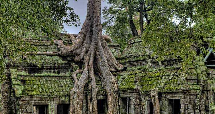 Ancient temple ruins overgrown with large tree roots in Cambodia.