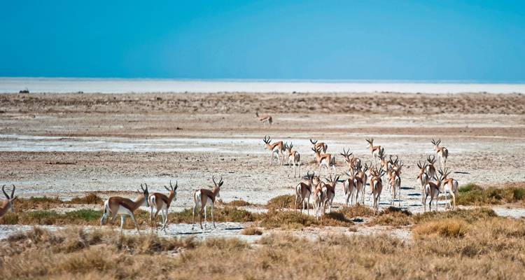 A group of springboks in a dry landscape.